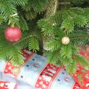 Premium Non Drop Christmas Trees (Nordmann Fir) 4